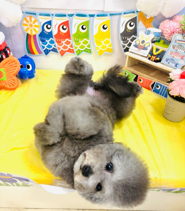 らんこちゃん