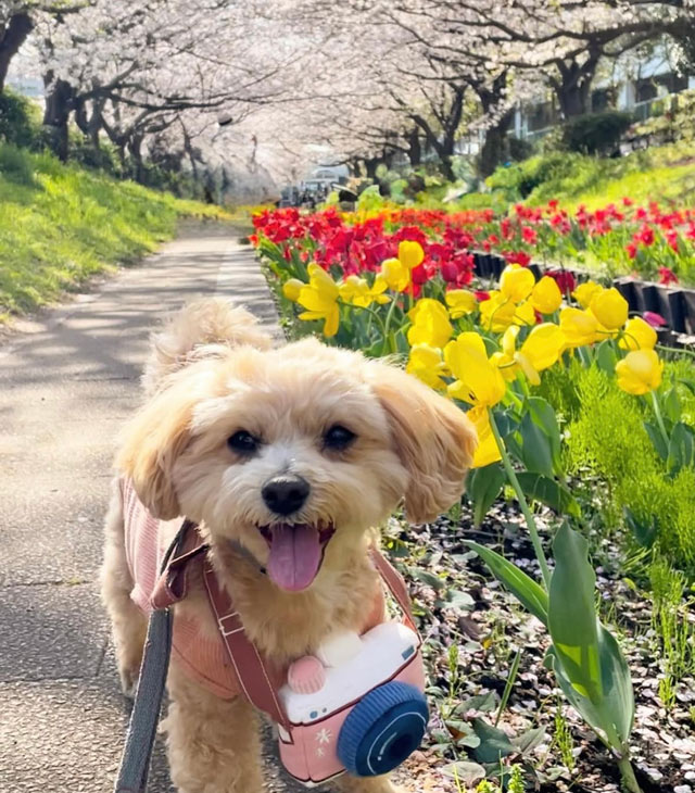 ラスクちゃん