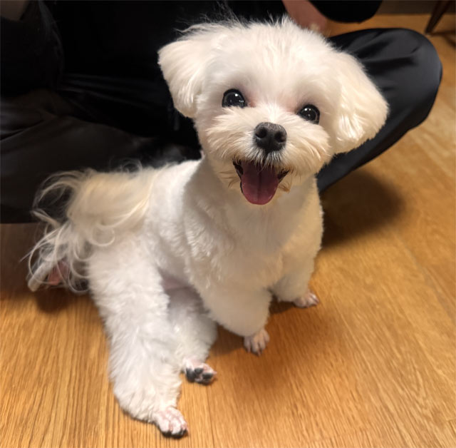 林檎ちゃん