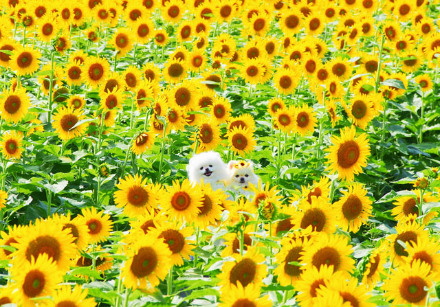 ルカちゃん・ルチアちゃん