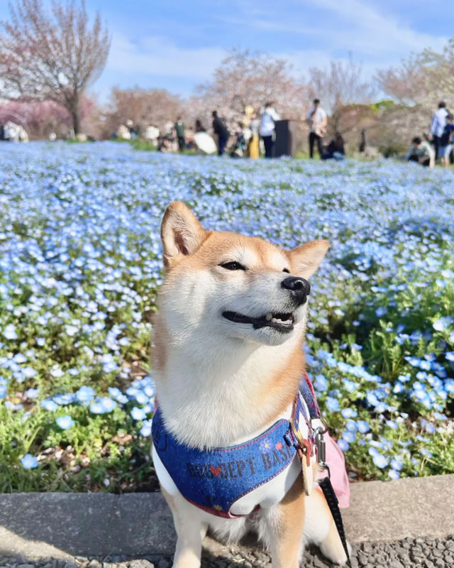 さくらこちゃん