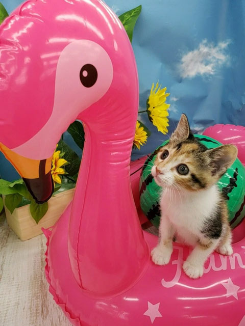 トッティちゃん