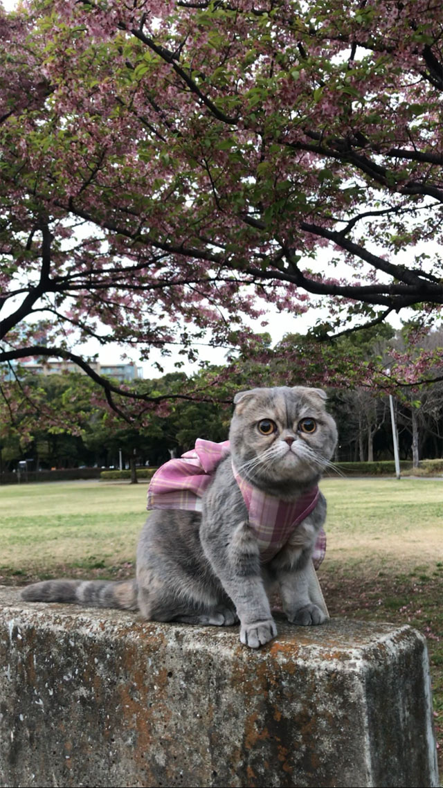 ウルちゃん