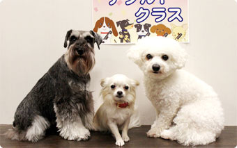 アダルトクラス