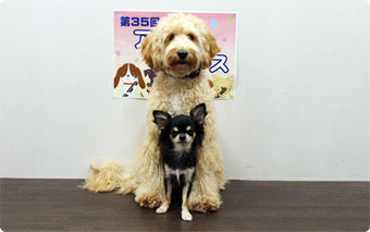 アダルトクラス