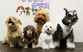 アダルトクラス