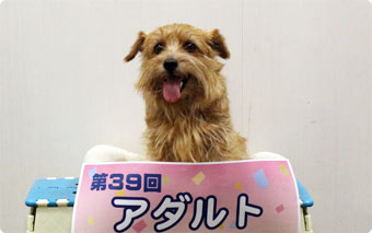 アダルトクラス