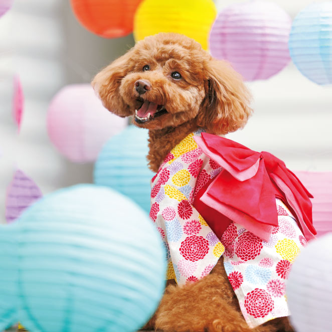 犬と生活