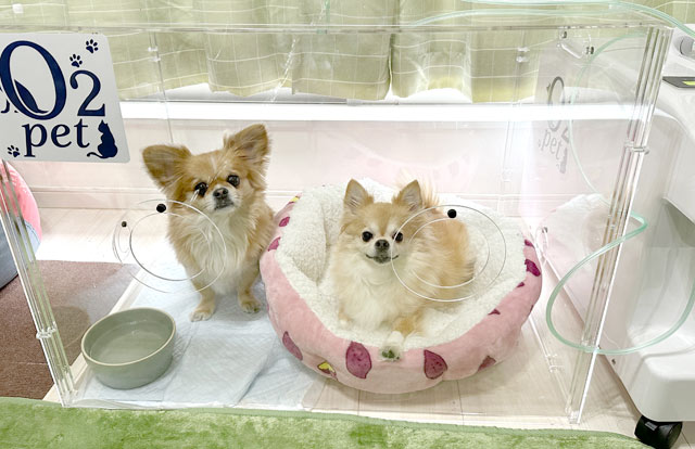 酸素カプセル