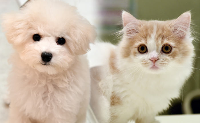 ペットライフのご提案