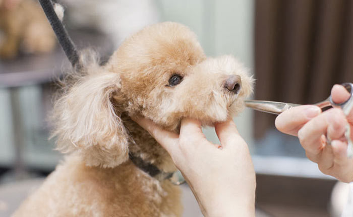 高い技術のトリミング