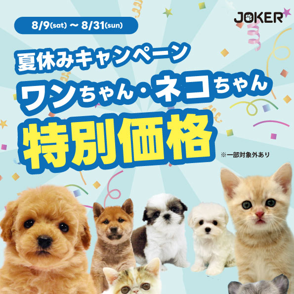 CAキャンペーン