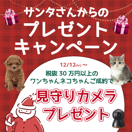 CAキャンペーン