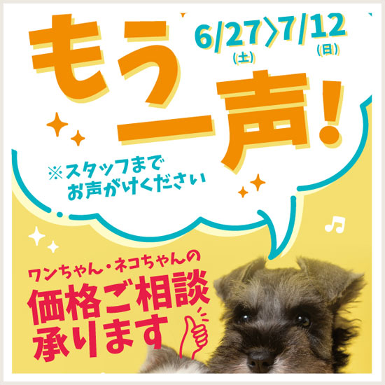 CAキャンペーン