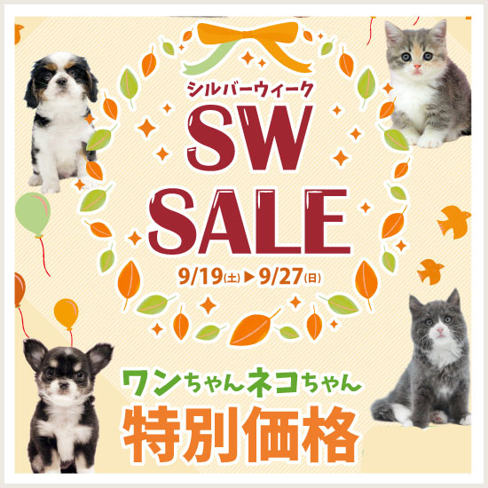 CA特別価格