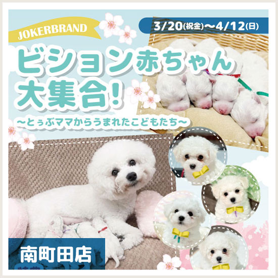 南町田店キャンペーン