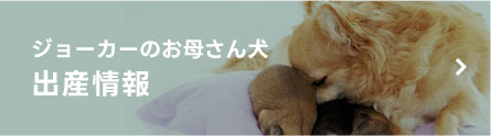 出産情報