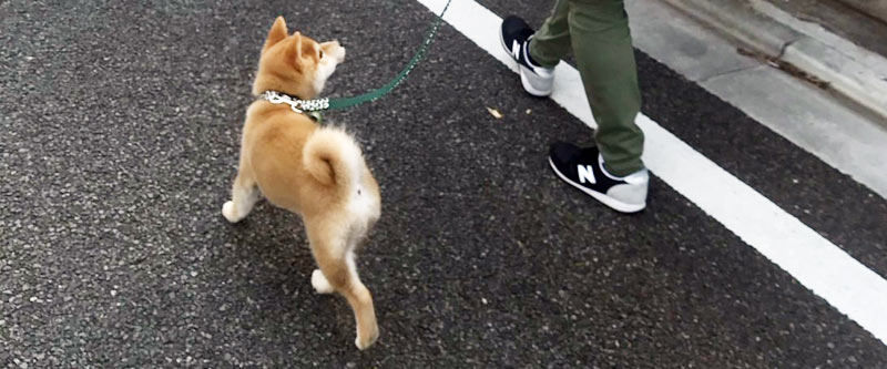 テーマ別子犬教室