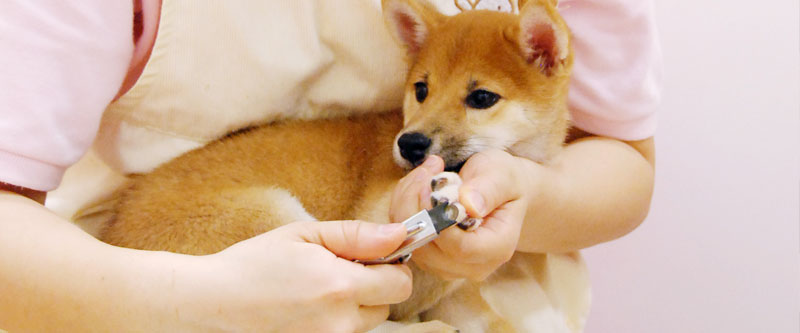 お手入れ上手になろうの会