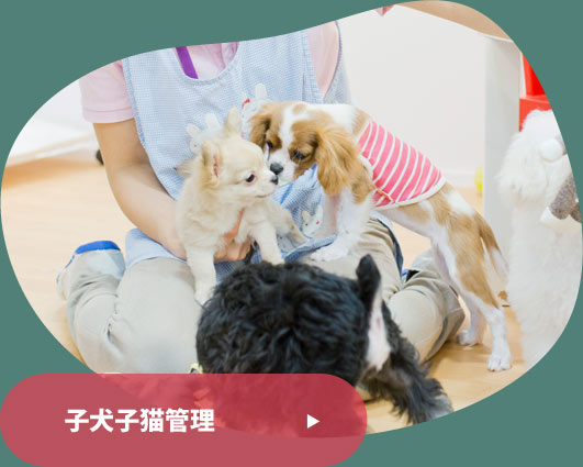子犬子猫管理
