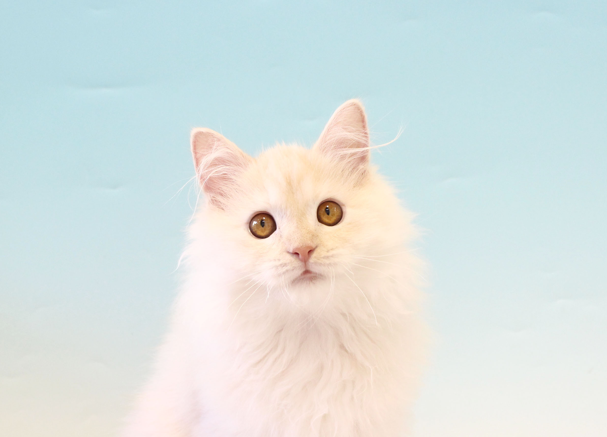 ペットショップジョーカー 子犬・子猫の販売 ペットショップジョーカー 子犬・子猫の販売