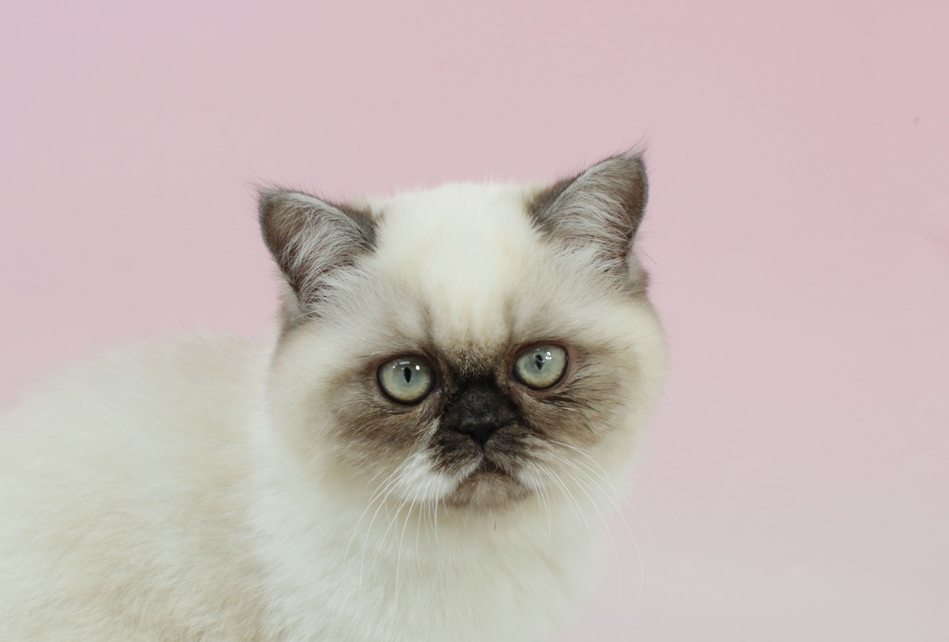 ペットショップジョーカー 子犬・子猫の販売