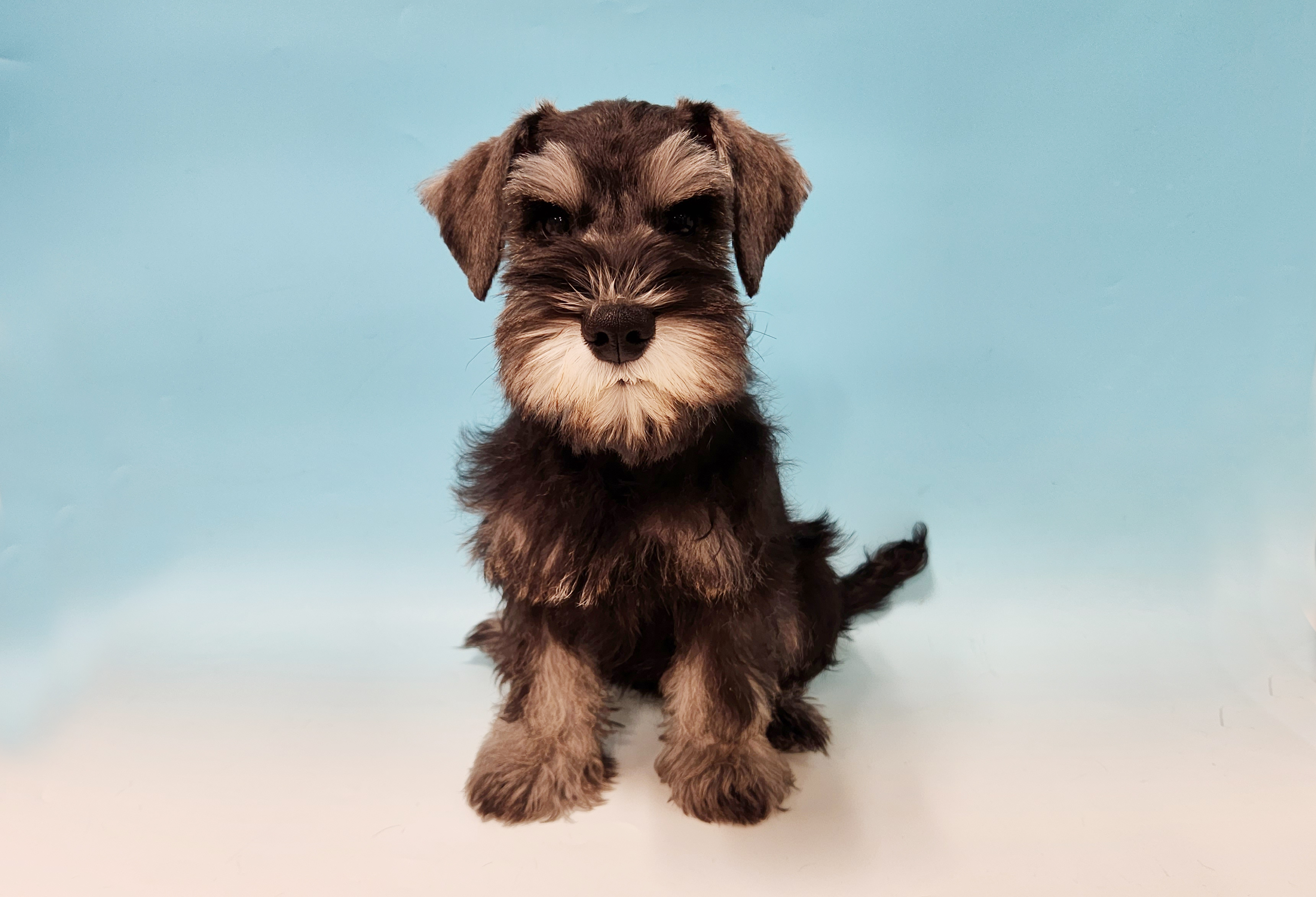 ペットショップジョーカー 子犬・子猫の販売