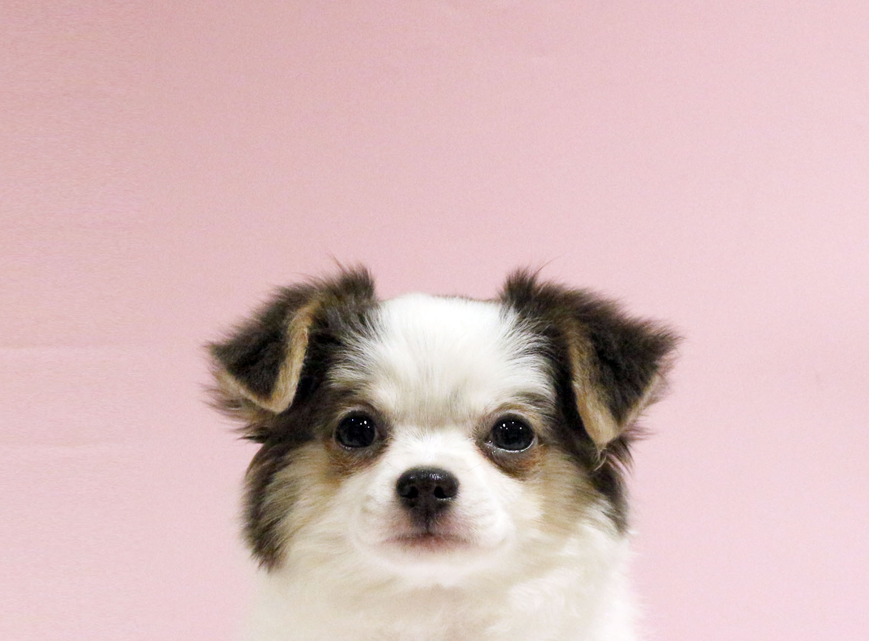 ペットショップジョーカー 子犬・子猫の販売