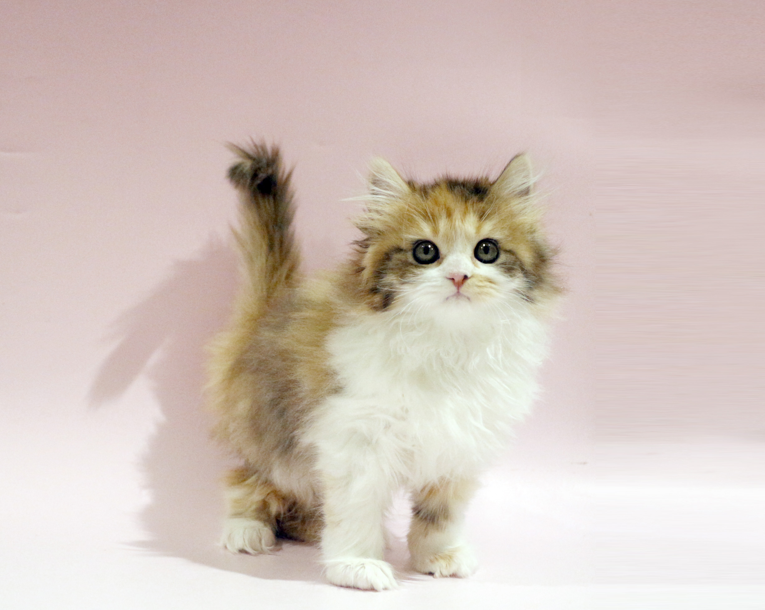JOEGUSH ジョーガッシュ 猫 パーカー レア 入手困難 ペットショップジョーカー 子犬・子猫の販売