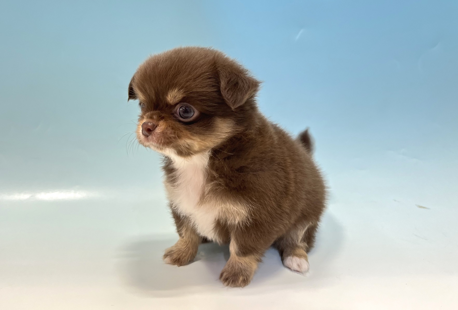 ペットショップジョーカー 子犬・子猫の販売