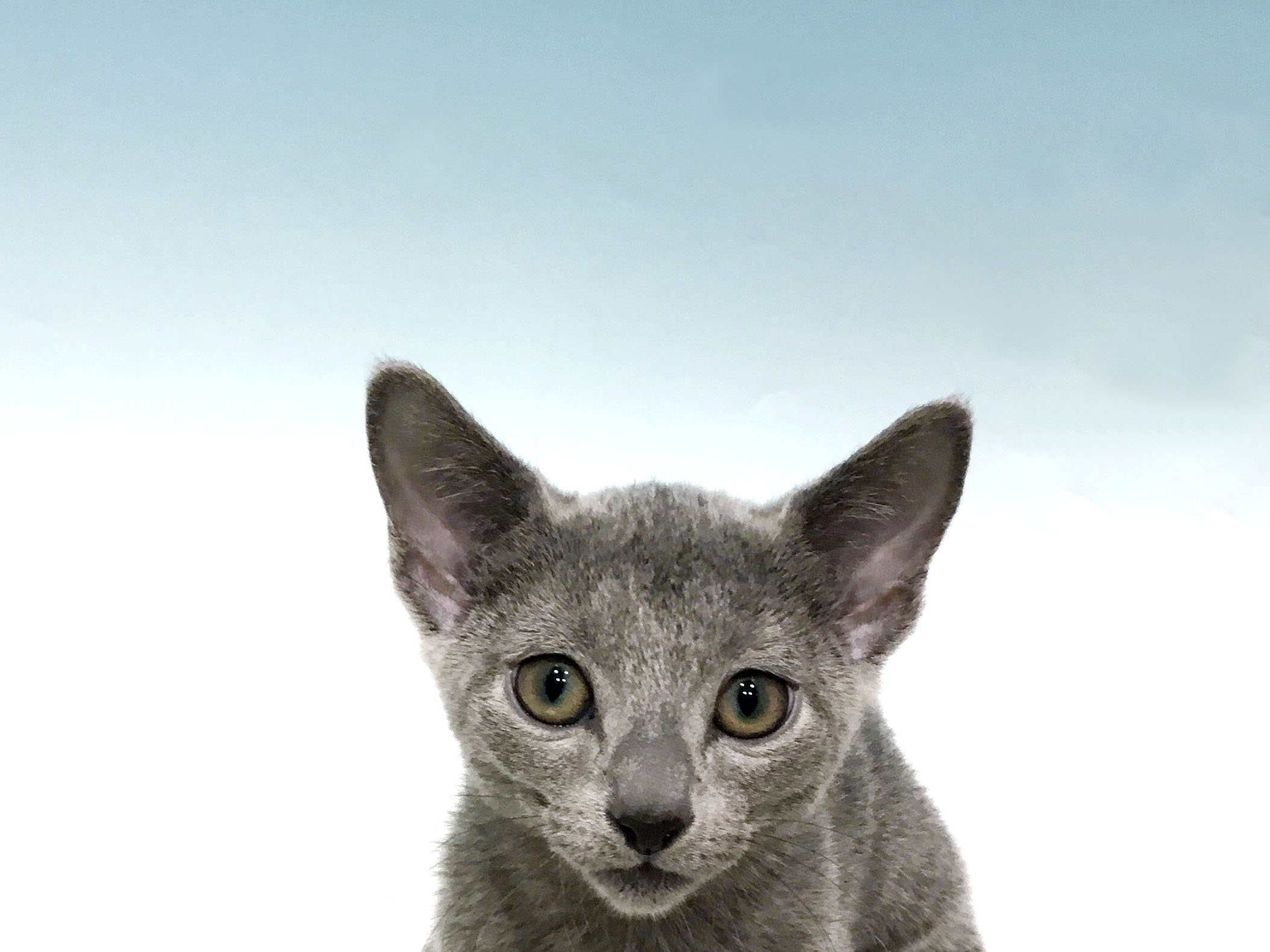 ALBEROBELLO アルベロベロ ☆ フルジップパーカー 猫 ネコ アニマル ALBEROBELLO アルベロベロ ☆ フルジップパーカー 猫 ネコ