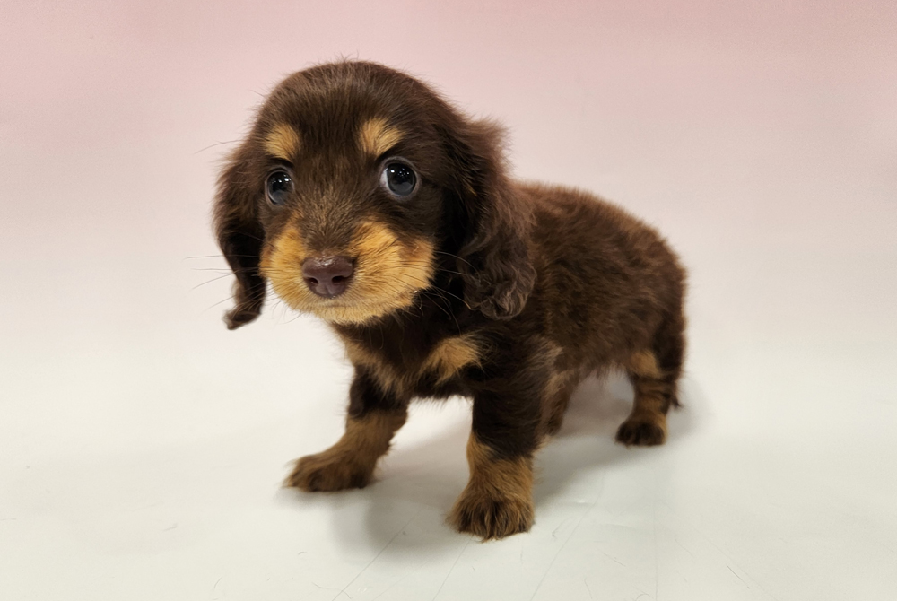 愛犬ここあ　専用出品 カートクッション あごのせ 犬 お出かけ ペットカート カート用