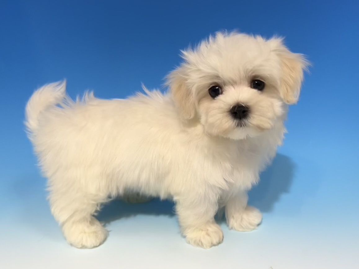 ペットショップジョーカー 子犬・子猫の販売