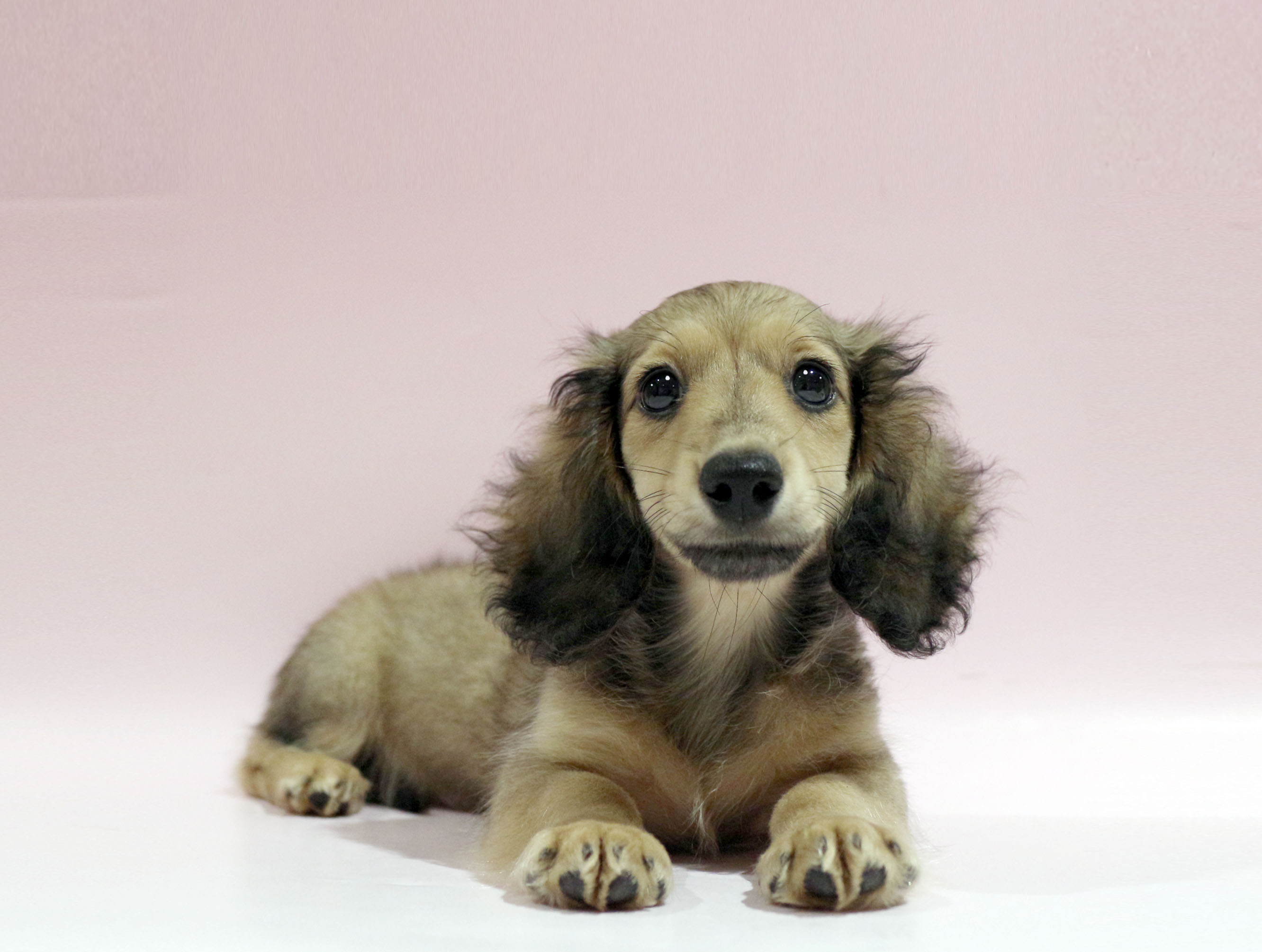 ペットショップジョーカー 子犬・子猫の販売