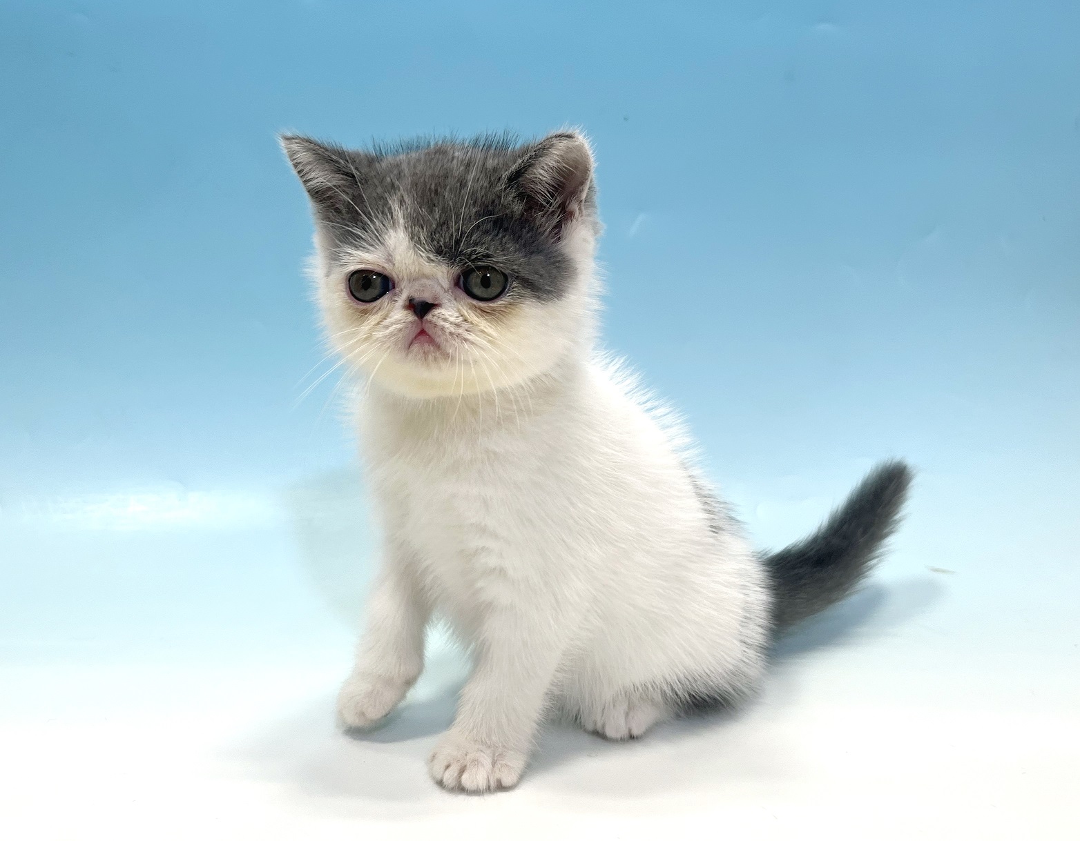 ペットショップジョーカー 子犬・子猫の販売