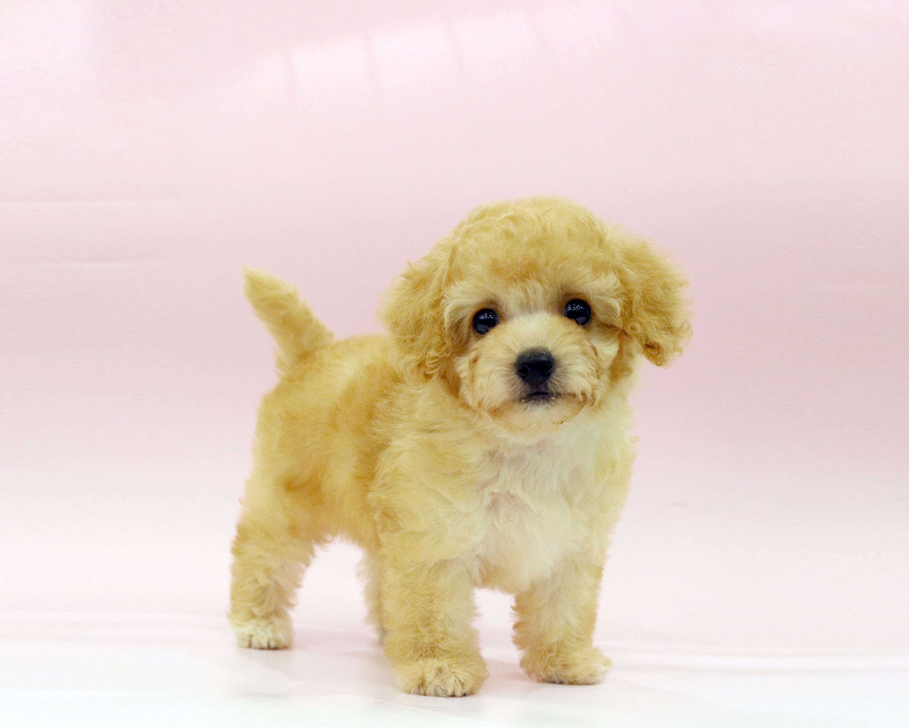 ペットショップジョーカー 子犬・子猫の販売