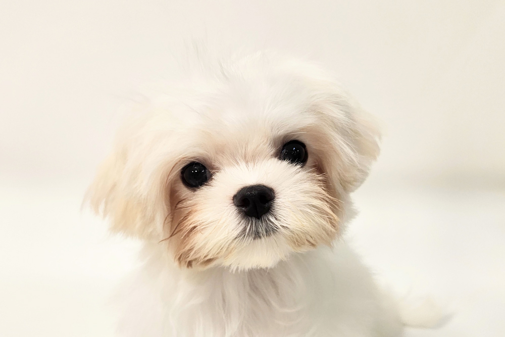 ペットショップジョーカー 子犬・子猫の販売