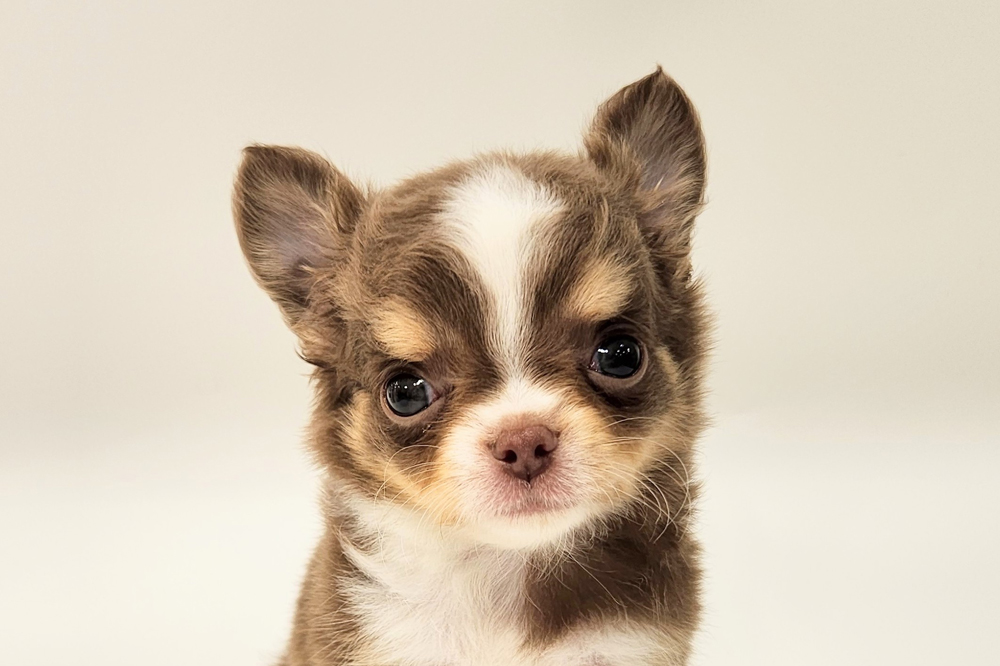 ペットショップジョーカー 子犬・子猫の販売