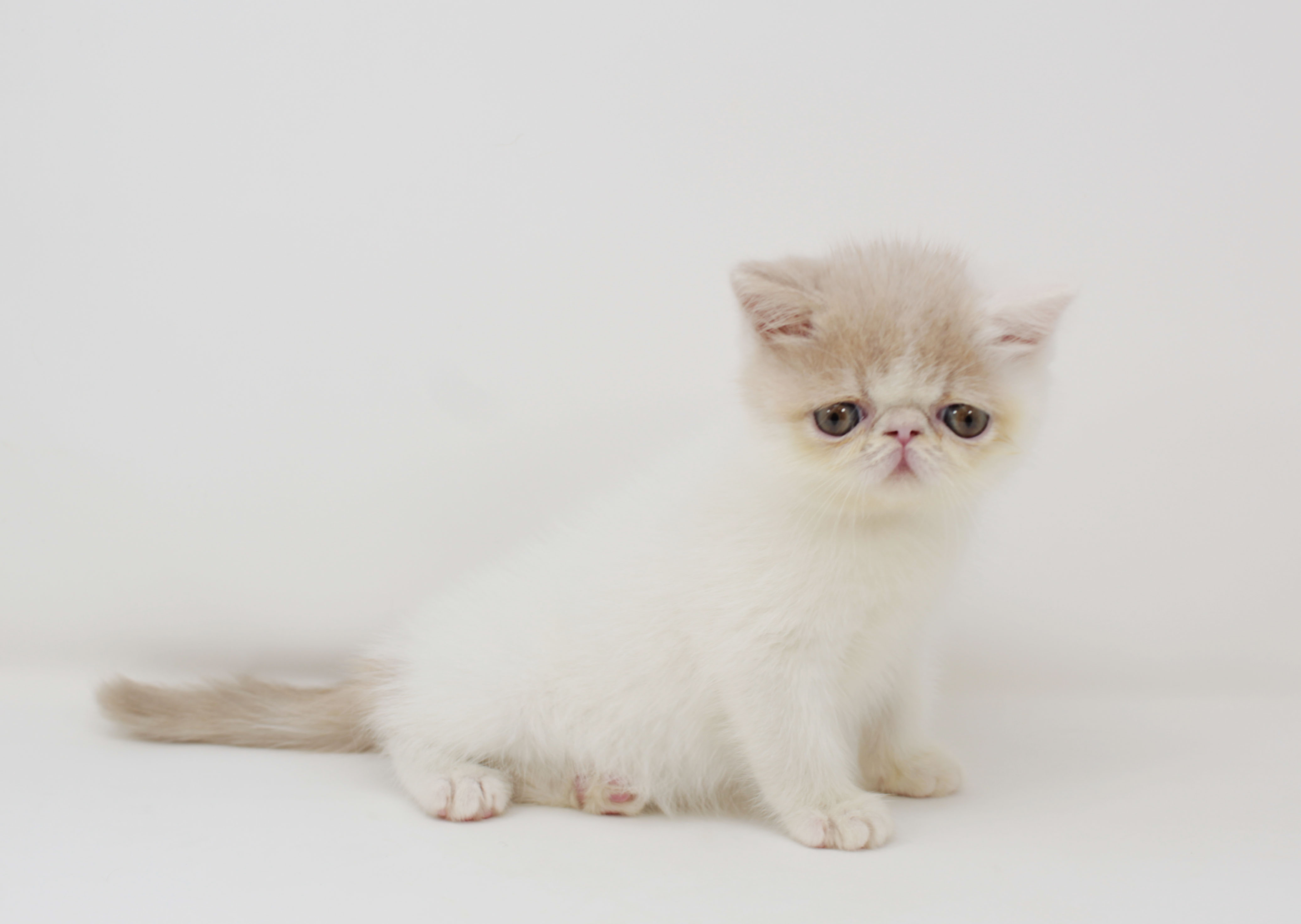 ペットショップジョーカー 子犬・子猫の販売