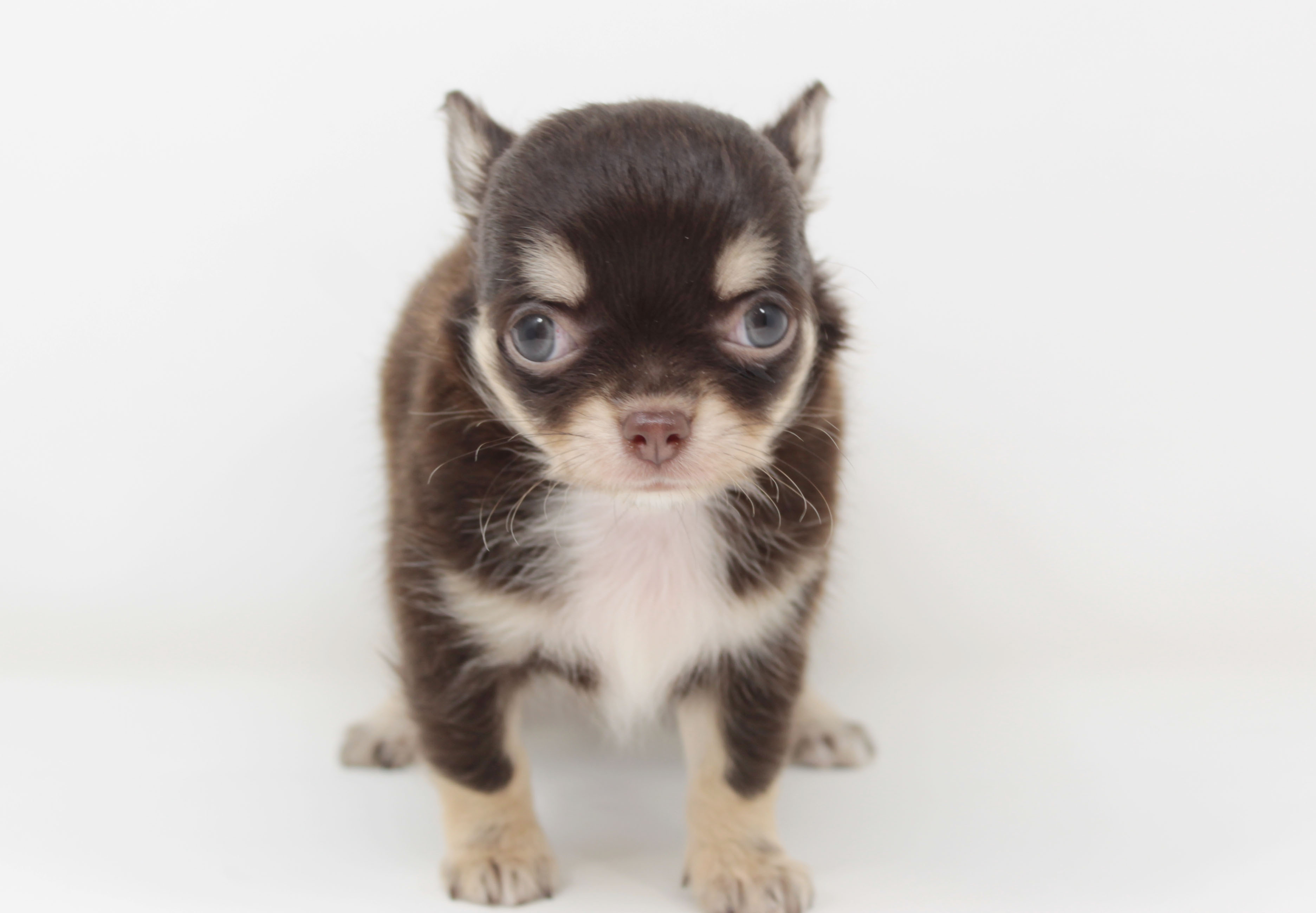 ペットショップジョーカー 子犬・子猫の販売