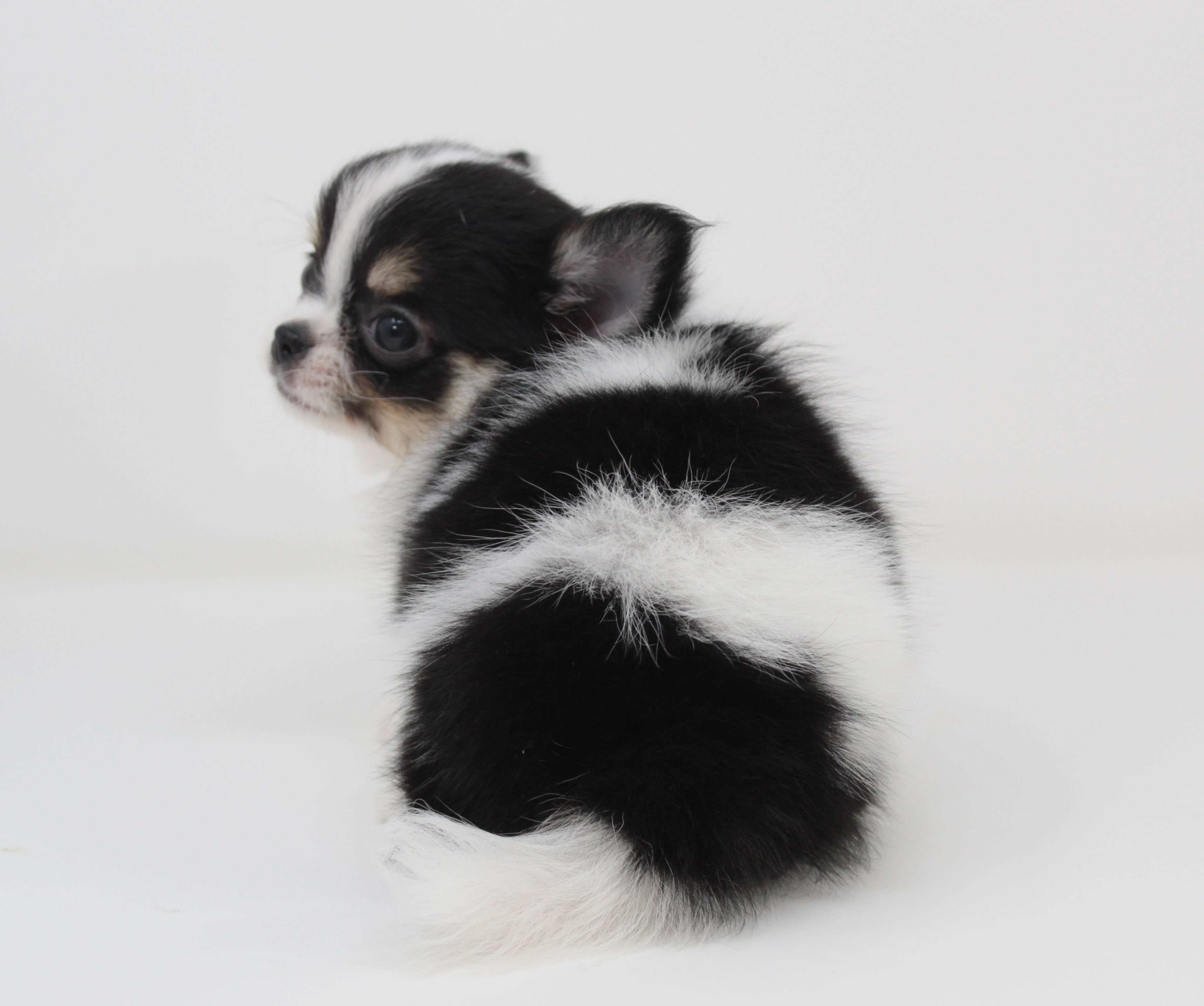 ペットショップジョーカー 子犬・子猫の販売