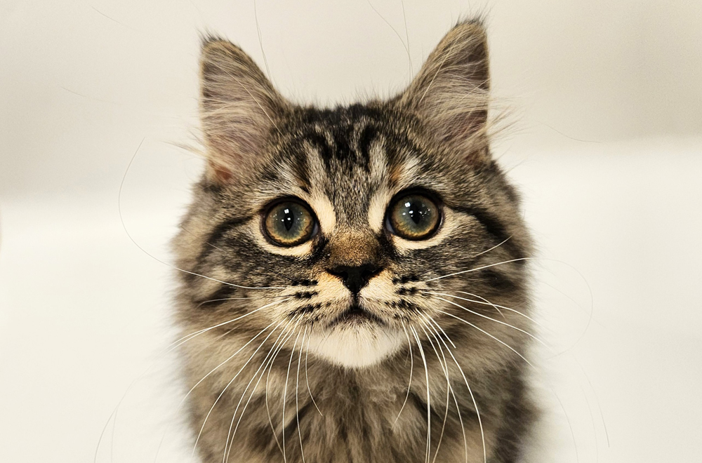 ペットショップジョーカー 子犬・子猫の販売