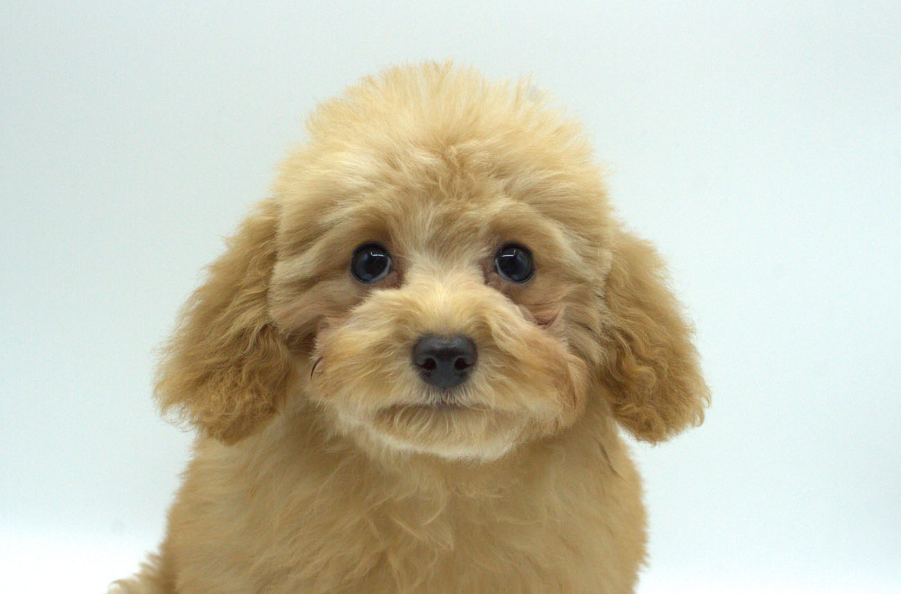 ペットショップジョーカー 子犬・子猫の販売