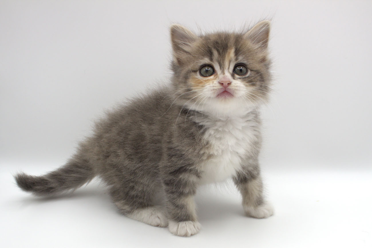 ペットショップジョーカー 子犬・子猫の販売