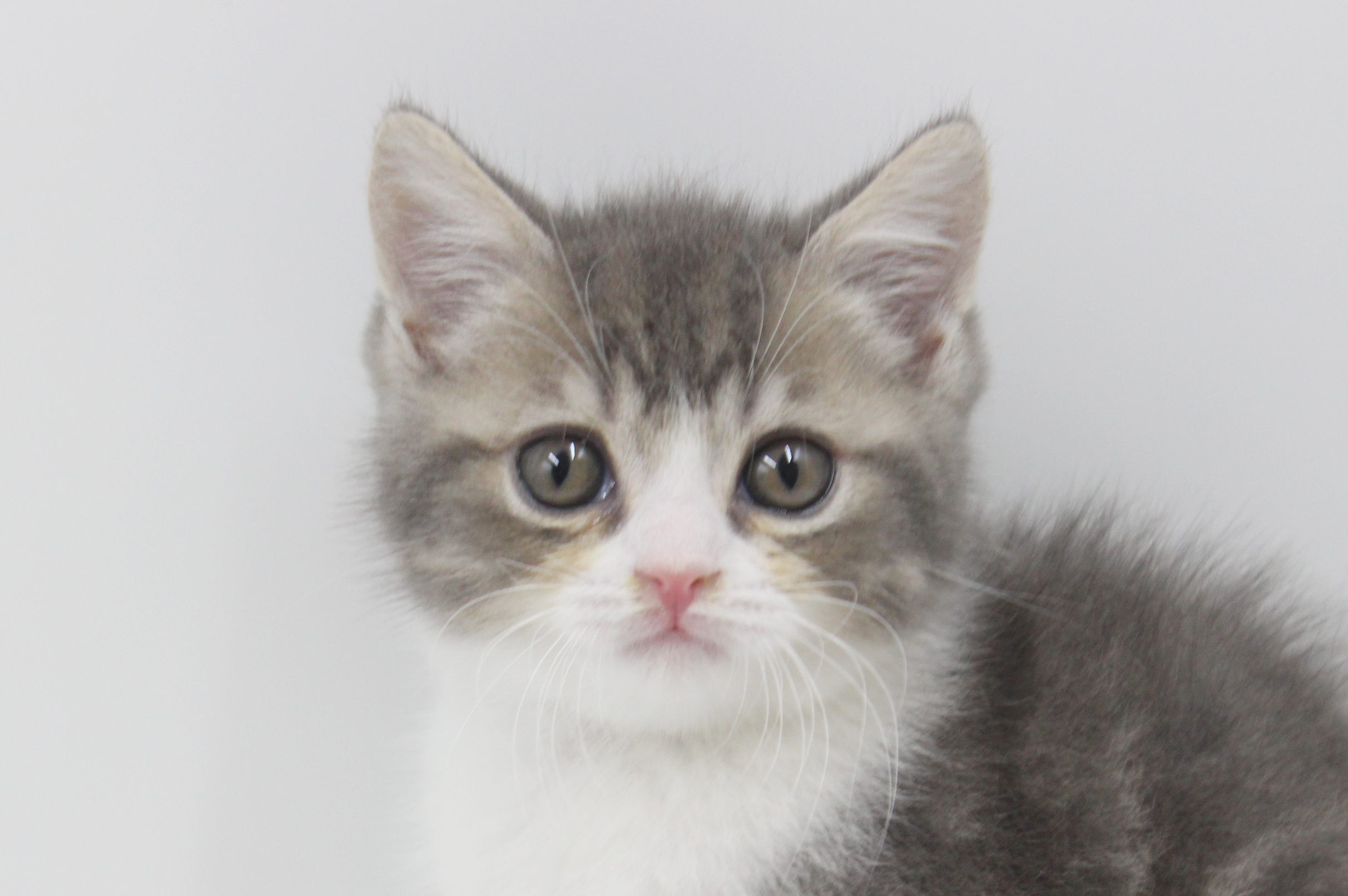 犬・猫ペットブリーダーKST様 TOKYO MER ERカー型ポップコーンBOX 犬・猫ペットブリーダーKST様 TOKYO MER ERカー型ポップコーン