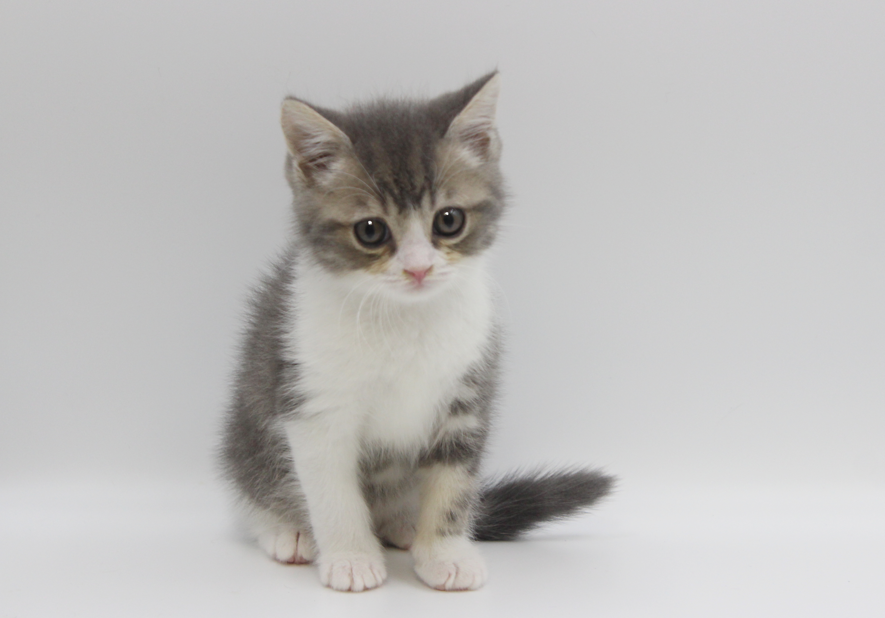 ペットショップジョーカー 子犬・子猫の販売