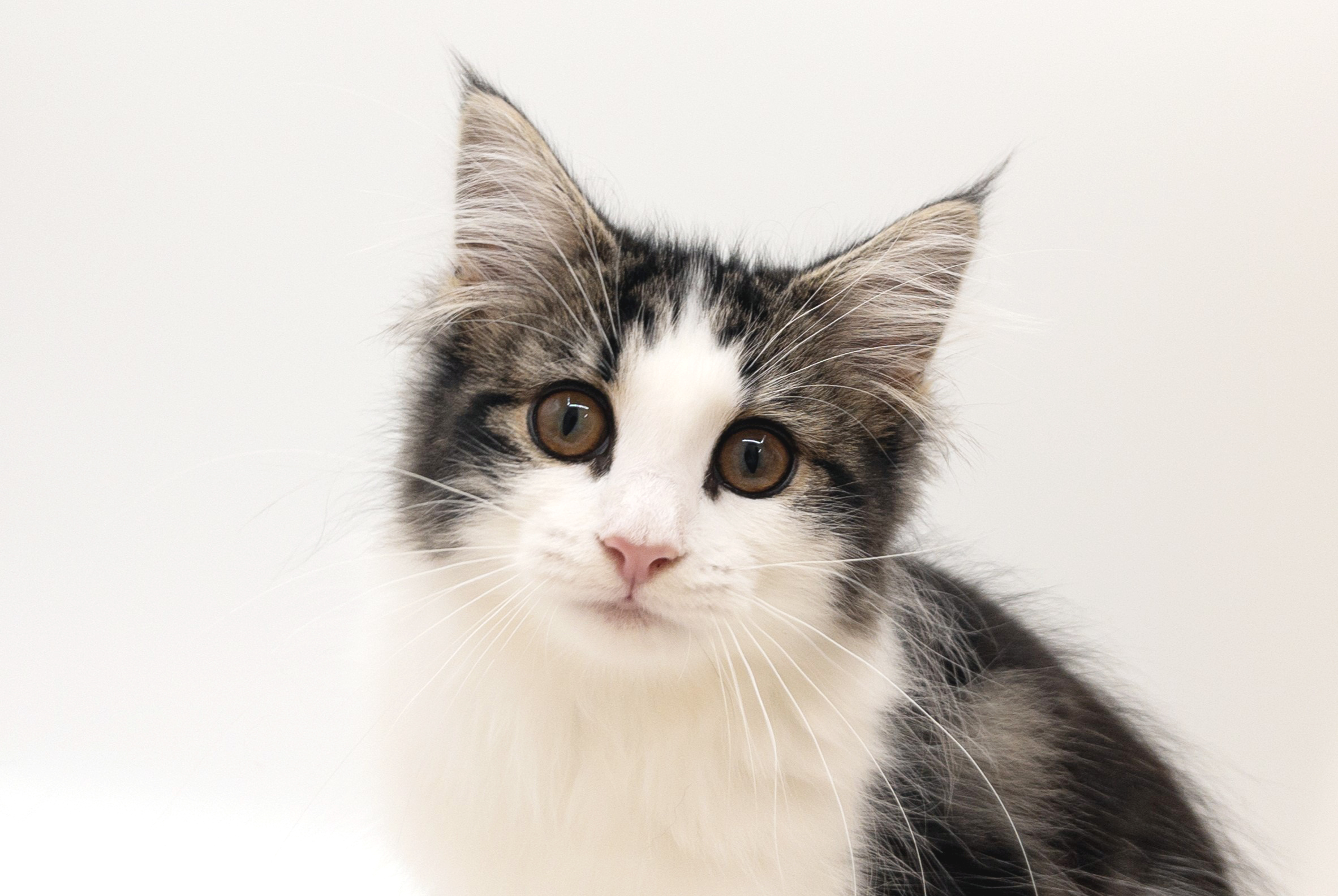ペットショップジョーカー 子犬・子猫の販売