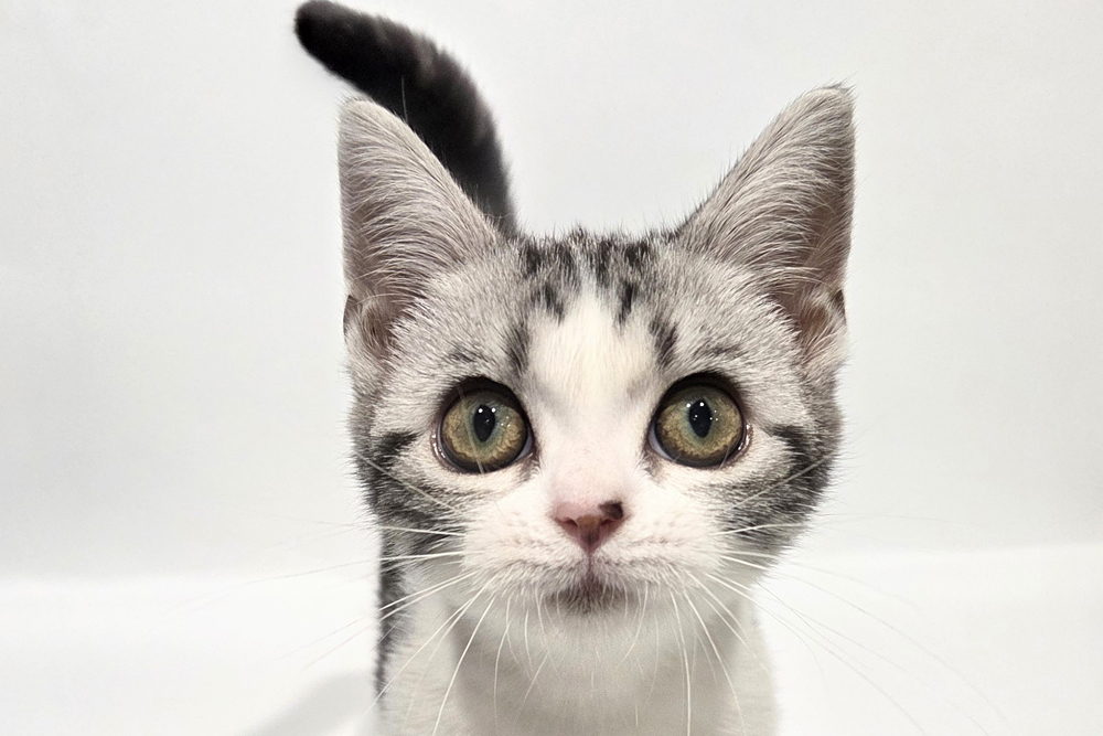 ペットショップジョーカー 子犬・子猫の販売
