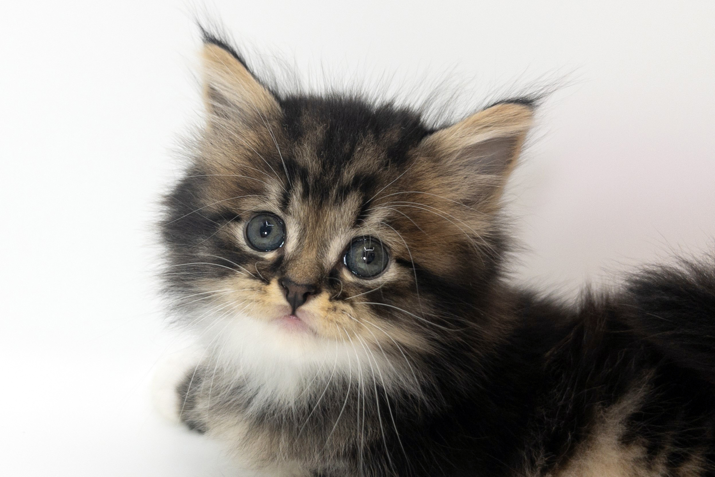 ペットショップジョーカー 子犬・子猫の販売