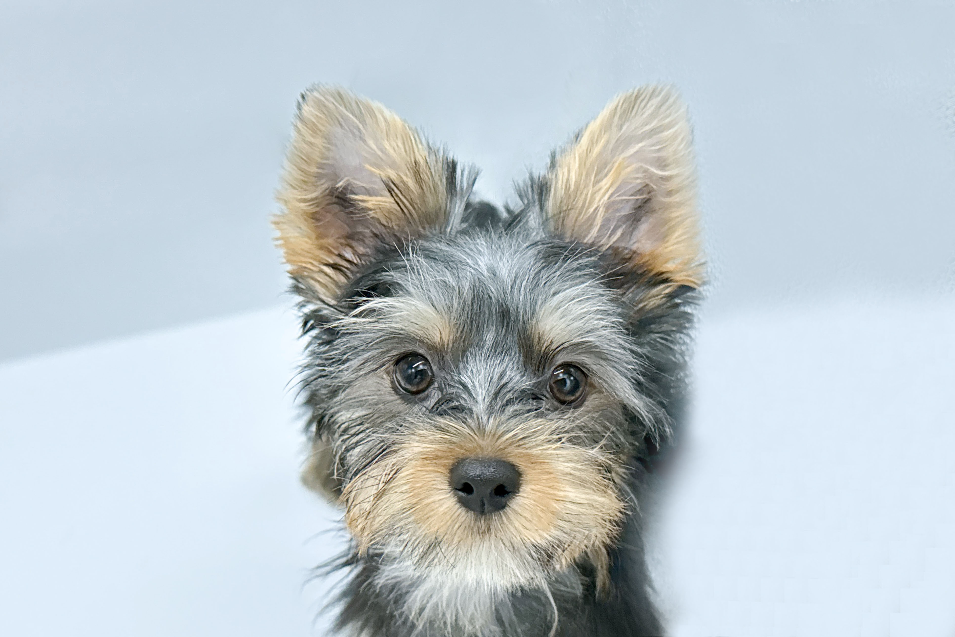 ペットショップジョーカー 子犬・子猫の販売